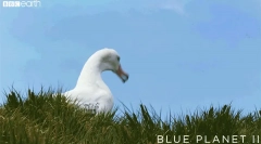 Albatros - ptak stworzony przez soar